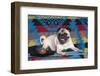 Pug lying on southwestern blanket-Zandria Muench Beraldo-Framed Photographic Print