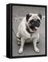 Pug on A Leash-David Herbig-Framed Stretched Canvas