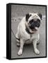 Pug on A Leash-David Herbig-Framed Stretched Canvas