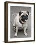 Pug on A Leash-David Herbig-Framed Photographic Print