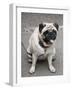 Pug on A Leash-David Herbig-Framed Photographic Print