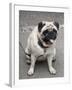 Pug on A Leash-David Herbig-Framed Photographic Print