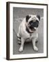 Pug on A Leash-David Herbig-Framed Photographic Print