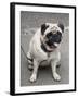 Pug on A Leash-David Herbig-Framed Photographic Print