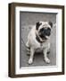 Pug on A Leash-David Herbig-Framed Photographic Print