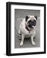 Pug on A Leash-David Herbig-Framed Photographic Print