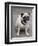 Pug on A Leash-David Herbig-Framed Photographic Print