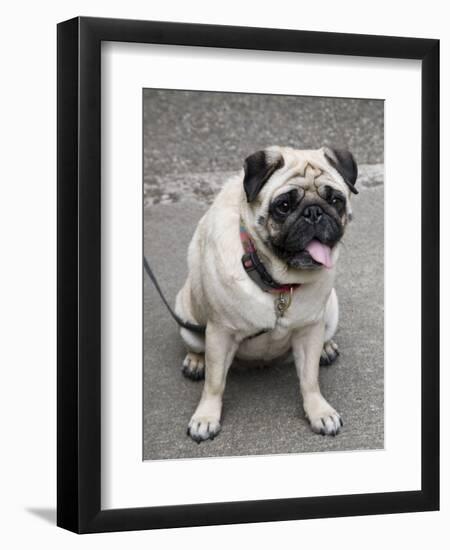 Pug on A Leash-David Herbig-Framed Photographic Print