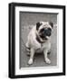 Pug on A Leash-David Herbig-Framed Photographic Print