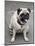 Pug on A Leash-David Herbig-Mounted Photographic Print