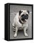 Pug on A Leash-David Herbig-Framed Stretched Canvas