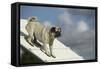 Pug on Agility Course-null-Framed Stretched Canvas