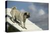 Pug on Agility Course-null-Stretched Canvas