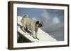 Pug on Agility Course-null-Framed Photographic Print