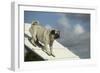 Pug on Agility Course-null-Framed Photographic Print