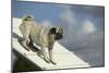 Pug on Agility Course-null-Mounted Photographic Print