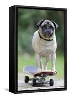 Pug on Skateboard-null-Framed Stretched Canvas