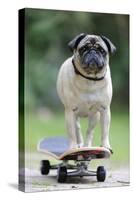 Pug on Skateboard-null-Stretched Canvas