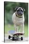 Pug on Skateboard-null-Stretched Canvas