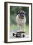 Pug on Skateboard-null-Framed Premium Photographic Print