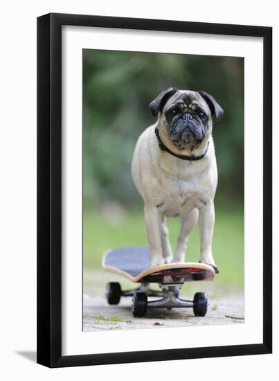 Pug on Skateboard-null-Framed Premium Photographic Print