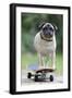 Pug on Skateboard-null-Framed Premium Photographic Print