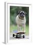 Pug on Skateboard-null-Framed Premium Photographic Print