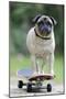 Pug on Skateboard-null-Mounted Premium Photographic Print