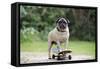 Pug on Skateboard-null-Framed Stretched Canvas