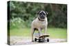 Pug on Skateboard-null-Stretched Canvas