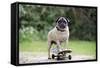 Pug on Skateboard-null-Framed Stretched Canvas