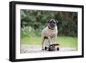 Pug on Skateboard-null-Framed Premium Photographic Print