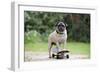 Pug on Skateboard-null-Framed Premium Photographic Print