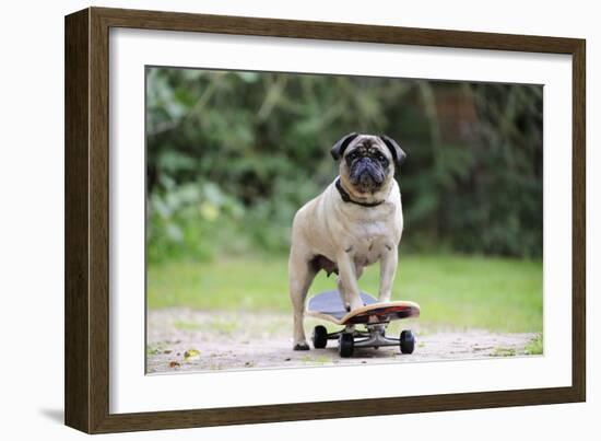 Pug on Skateboard-null-Framed Photographic Print