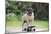 Pug on Skateboard-null-Mounted Photographic Print
