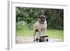 Pug on Skateboard-null-Framed Photographic Print