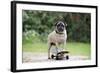 Pug on Skateboard-null-Framed Photographic Print