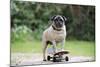 Pug on Skateboard-null-Mounted Photographic Print