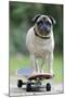 Pug on Skateboard-null-Mounted Photographic Print