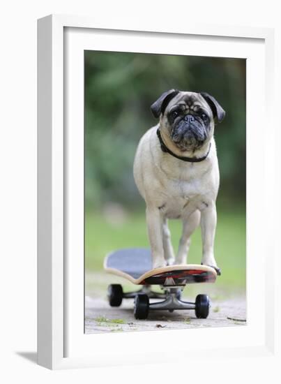 Pug on Skateboard-null-Framed Photographic Print