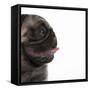 Pug Panting-null-Framed Stretched Canvas