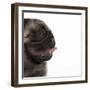 Pug Panting-null-Framed Photographic Print