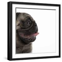 Pug Panting-null-Framed Photographic Print