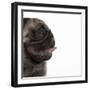 Pug Panting-null-Framed Photographic Print