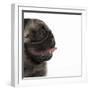 Pug Panting-null-Framed Photographic Print