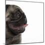 Pug Panting-null-Mounted Photographic Print