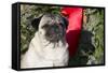 Pug Portrait by Christmas Wreath-Ribbon, Rockford, Illinois, USA-Lynn M^ Stone-Framed Stretched Canvas