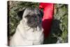 Pug Portrait by Christmas Wreath-Ribbon, Rockford, Illinois, USA-Lynn M^ Stone-Stretched Canvas