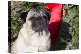 Pug Portrait by Christmas Wreath-Ribbon, Rockford, Illinois, USA-Lynn M^ Stone-Stretched Canvas