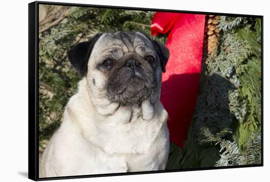 Pug Portrait by Christmas Wreath-Ribbon, Rockford, Illinois, USA-Lynn M^ Stone-Framed Stretched Canvas